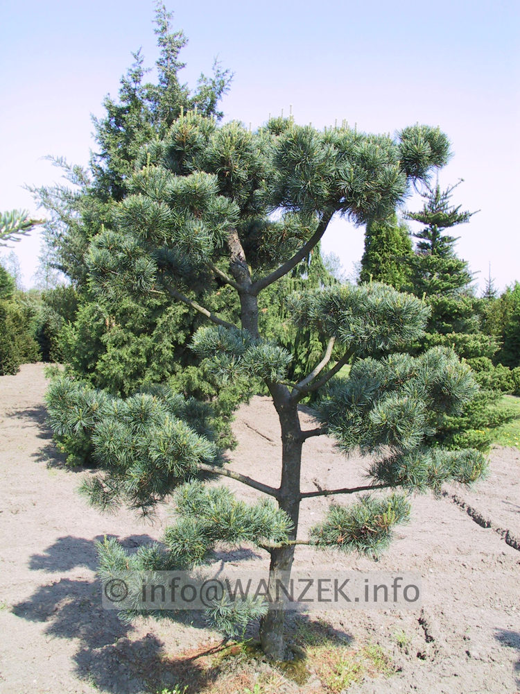 Pinus parviflora Glauca - Bonsairohling 01.JPG
